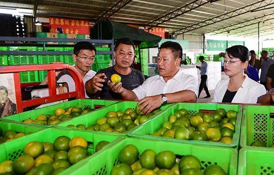 当前正是华宁柑橘采收旺季,来到盘溪镇的柑橘企业,罗应光与果农,企业