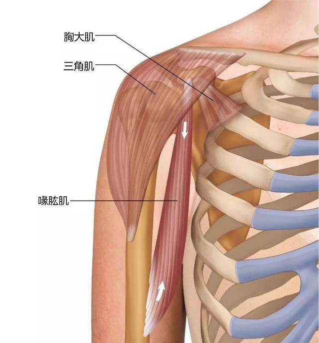 肩外展和肩内收肌和肌力检查