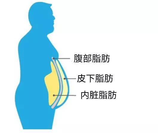 啤酒肚水桶腰腹部赘肉怎么减4步快速瘦腹法吃出腹肌马甲线