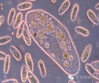 汙水處理指示性微生物大全敏感者慎入