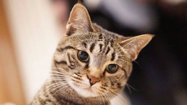 花猫 田园猫中的王者，细数狸花猫的五大优点，看完你会想养一只么_搜狐网