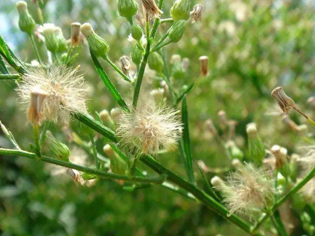 小白酒草花語:說謊者花色:淡紫蕊黃原產地:加拿大,中國關於他的飛蓬草