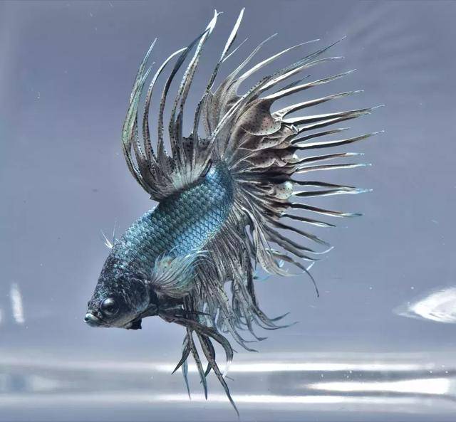 koi锦鲤色双尾半月斗鱼