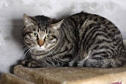 田园猫中的王者，细数狸花猫的五大优点，看完你会想养一只么_搜狐网
