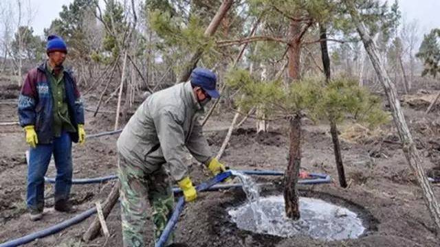 浇灌封冻水对于新植树木尤为重要,这是补充树木过冬必须的营养成分