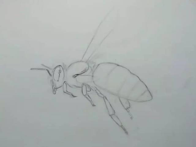 蜜蜂素描画简单图片