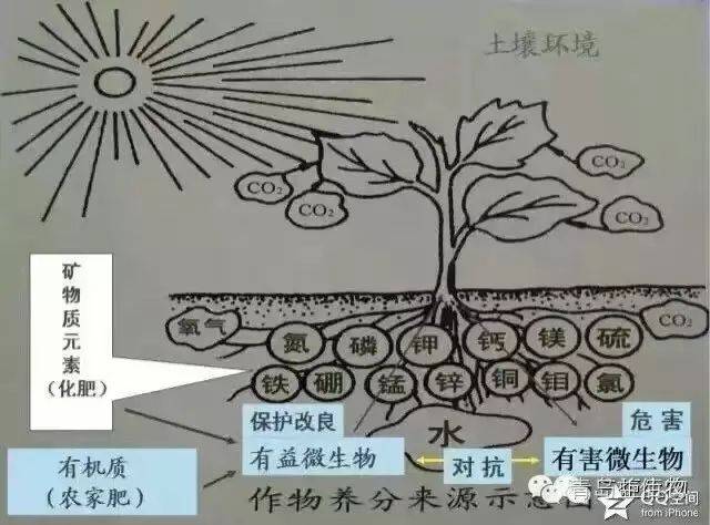 土壤改良,這6件事一定要做好!第一件最重要!_手機搜狐網