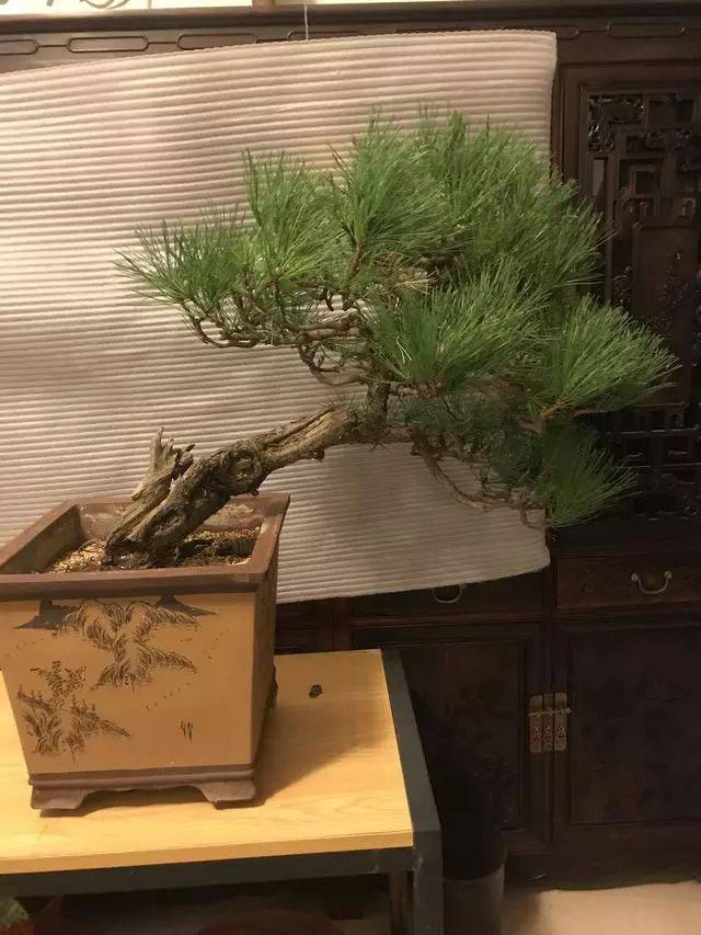 盆景设计i斜干松树盆景造型设计不健康的桩材这样处理