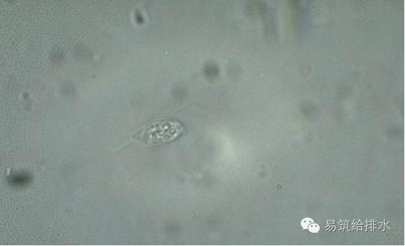 污水处理指示性微生物大全敏感者慎入