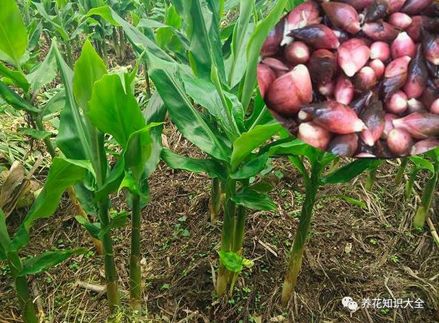 我国独有的蔬菜,小时候独特的口味——阳霍