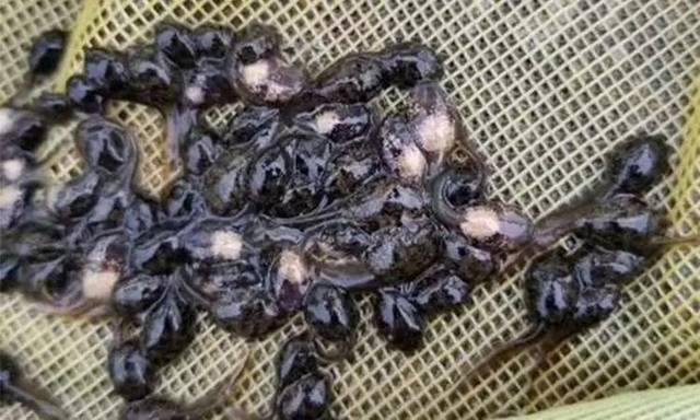 no.1 蝌蚪红肚病 1,发病症状:投喂粉料阶段易发生,蝌蚪肚子明显发红.