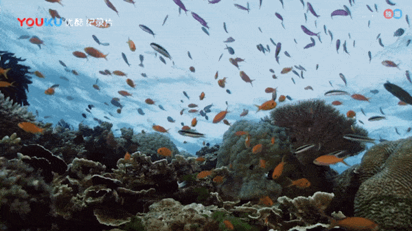 600_336gif 动态图 动图