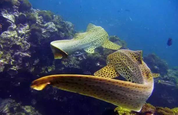 海洋科普 | 豹纹鲨,原来你是这样的一只鲨鱼