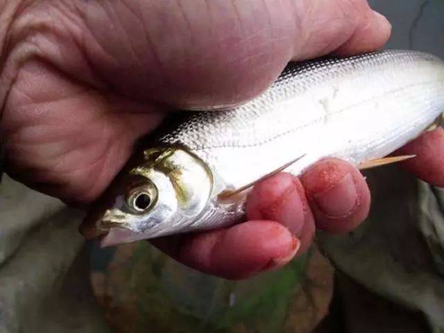 此鱼2两左右的最好吃,嘴巴属于天包地,非常考验钓鱼人的技术