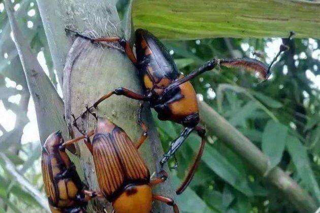 农村这竹虫,城市一斤卖25元,也是村娃的玩具和美食_手机搜狐网