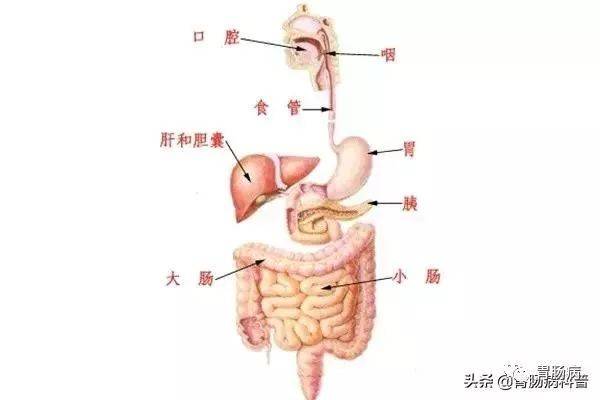 小肠的准确位置图解图片