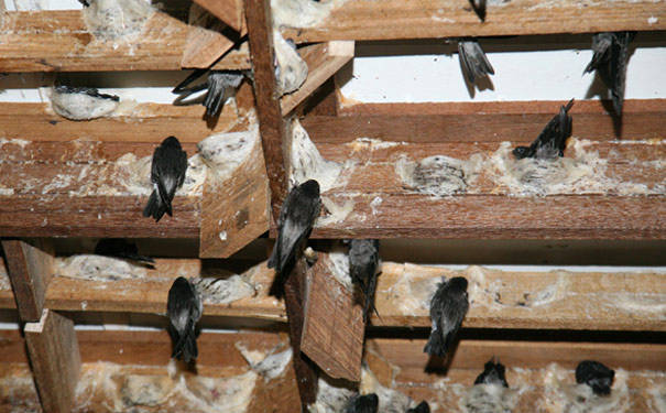 燕窝产地及产量分布状况