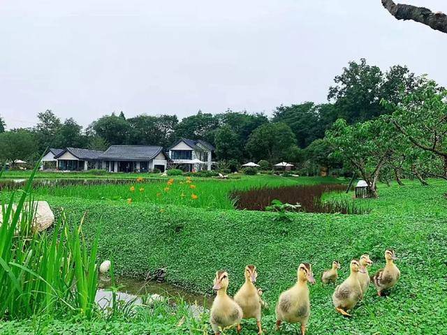 盛夏时节到依田桃源探寻乡村最美表达