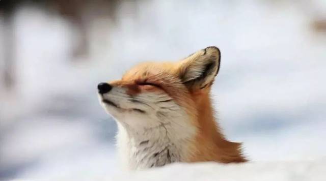 有一日丁海在山中打猎,见到一个通体红色的狐狸.