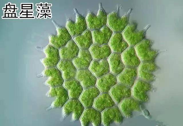 绚丽多姿的水藻世界---常见藻类及图谱