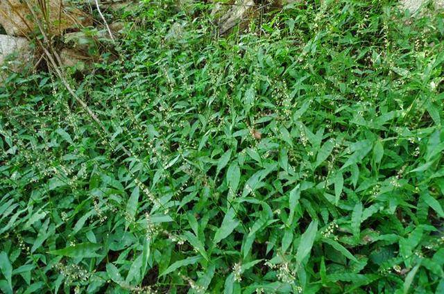 求米草还是优质的牲畜饲料,优秀的水土保持植物,是 一种颇具潜力的耐
