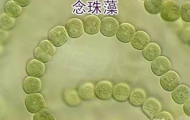 绚丽多姿的水藻世界---常见藻类及图谱