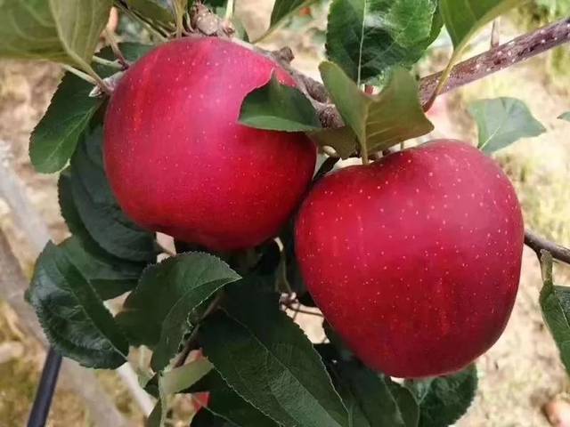 宽广超市 采购推荐 | 汁多肉厚的艾芙苹果惊艳上市!