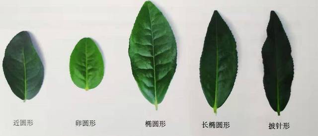 茶树植物学特征你了解多少?