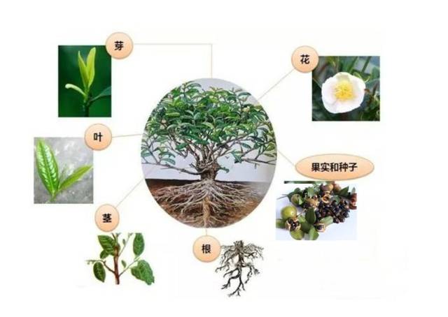 茶树植物学特征你了解多少
