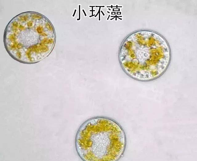 绚丽多姿的水藻世界---常见藻类及图谱