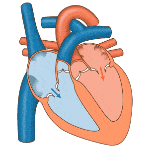 心脏收缩时会产生压力,通常,肺循环的压力只有体循环的三分之一(这也
