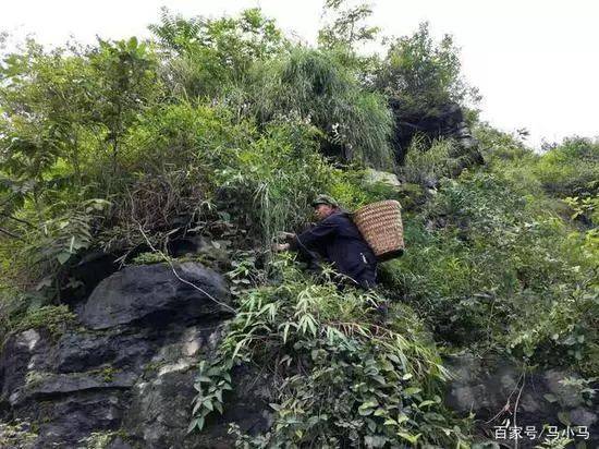 7旬老人攀岩采药救孙子.真可怜?