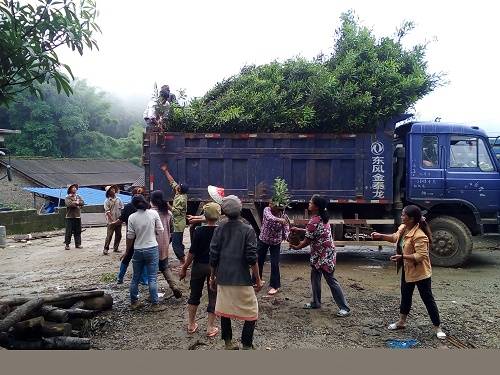 耿马自治县勐简乡组织引领带动产业发展