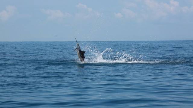 旗鱼,又称芭蕉鱼,属洄游性的鱼类 是海洋中游速最快的鱼类之一