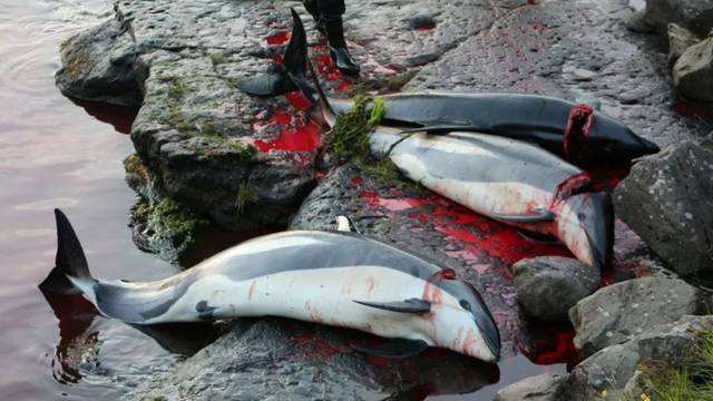 会看到一堆血腥图片:血红色的海洋,死鲸的内脏,沾满鲜血的男子