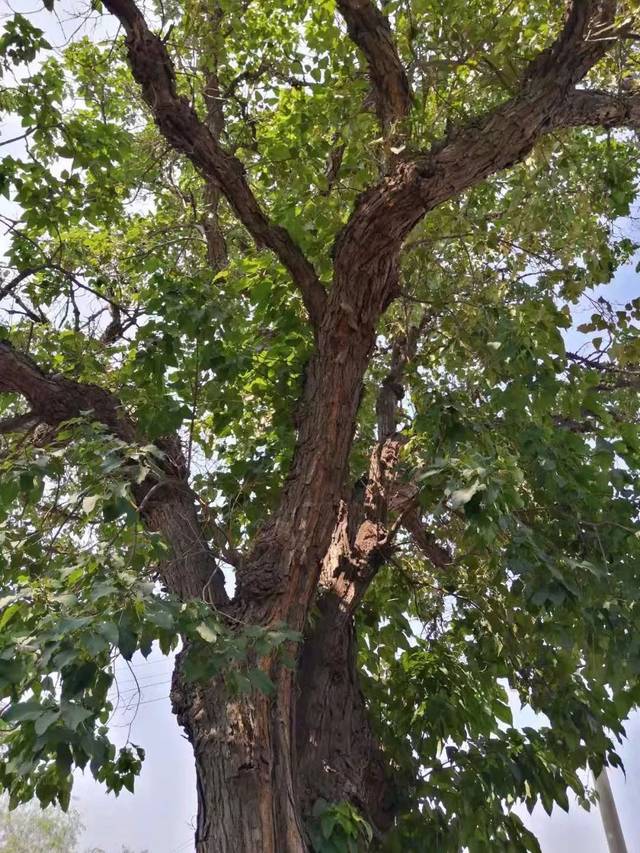 徐水八四村:好大一棵楸树