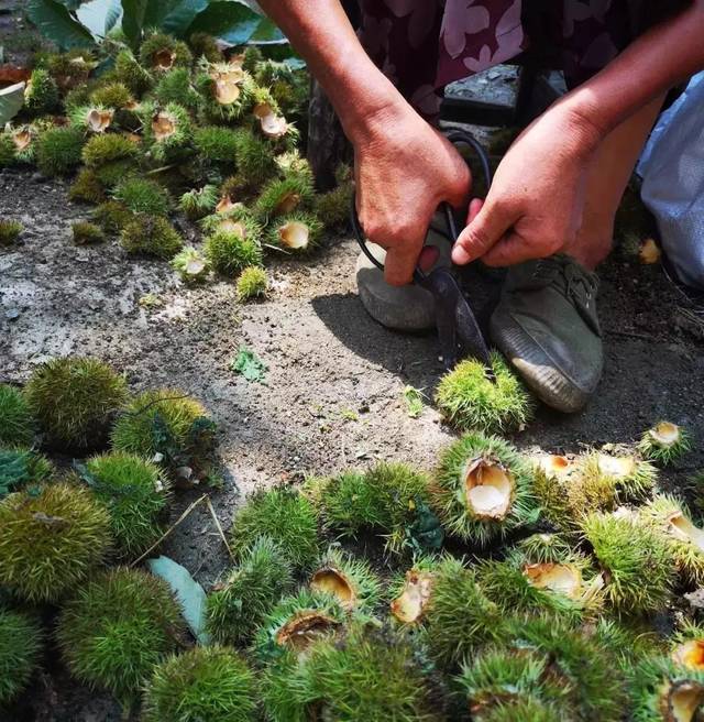 新县乡下的板栗熟了,这才是满满的儿时味道