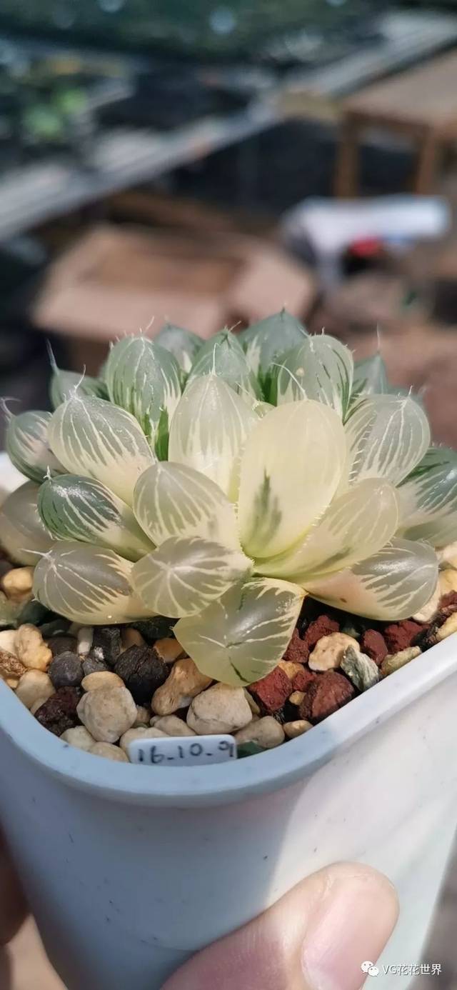 花花世界 9月7日 周六晚7点 第162期拍品预览