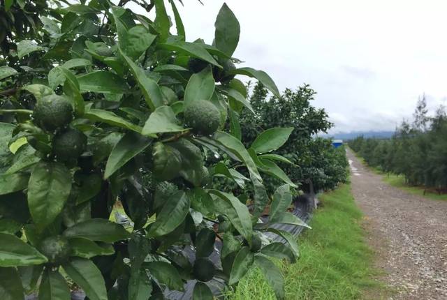 沃柑种植最土豪,最标准的基地【好果园系列二十二】