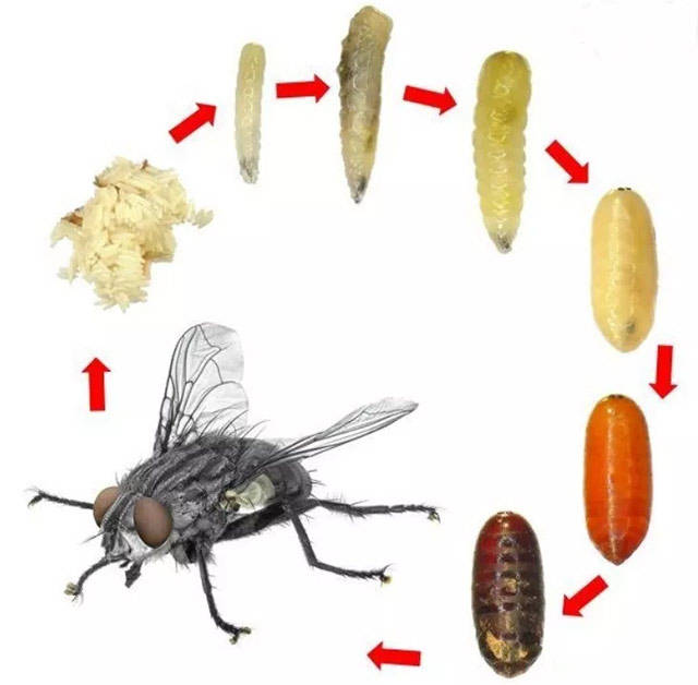 苍蝇生活史1完全变态 