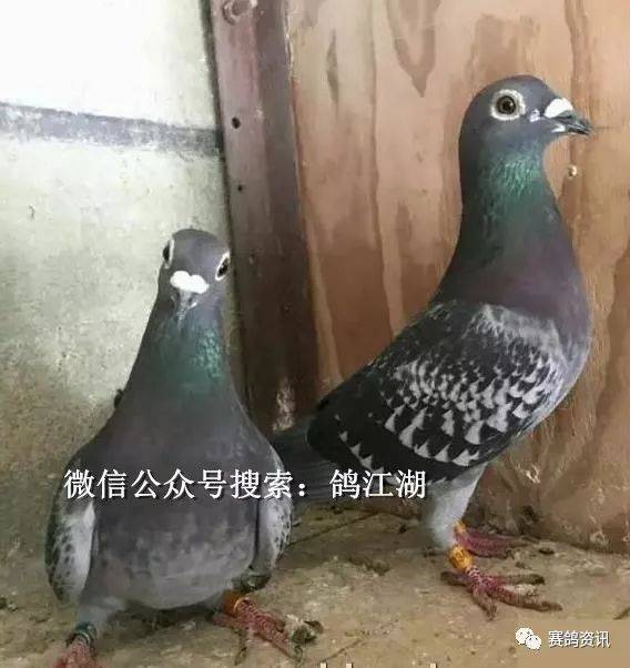 上海跃龙系张兴全鸽系图片