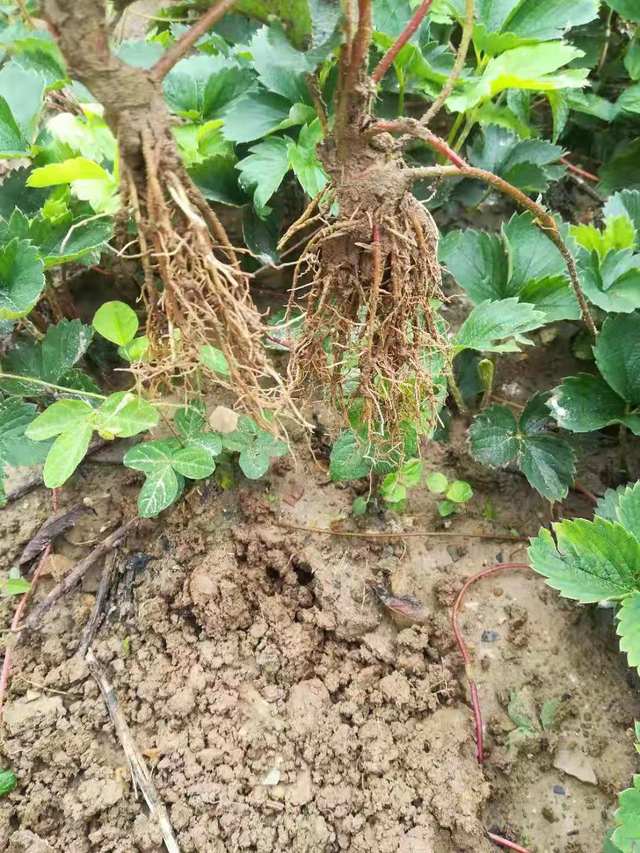 草莓苗种植技术草莓死苗烂根沤根腐根防治方法及措施