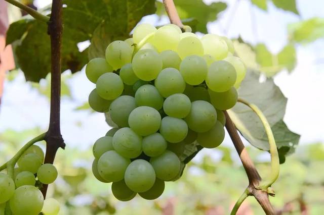 葡萄正当时,城边果园自采好去处,正宗关口葡萄等你来摘