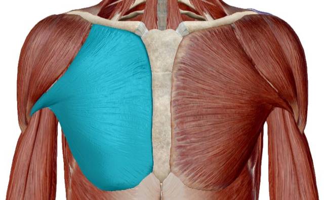 胸肌解剖结构图片