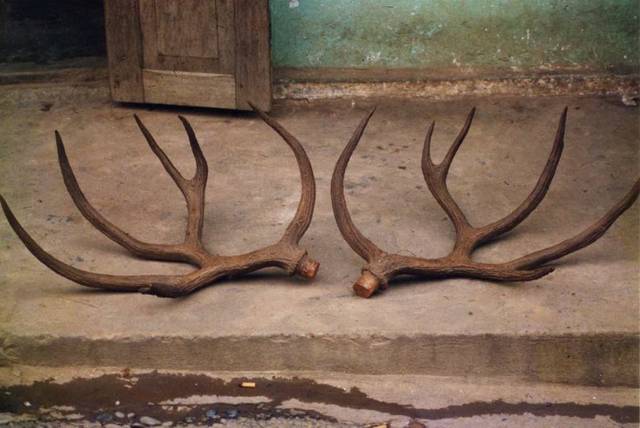 1991年的新鲜鹿角照片暗示灭绝50年的熊氏鹿或仍生活在老挝_手机搜狐网