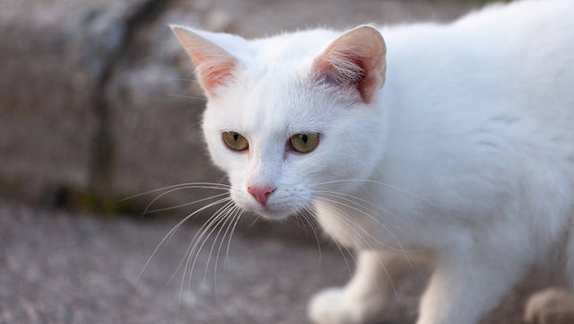 只会用黑的白的花的形容猫咪古人的用词可比我们文雅多了