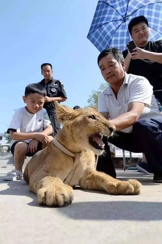 邯鄲佛山動物園首隻小獅子名字定啦快來看看誰當選了