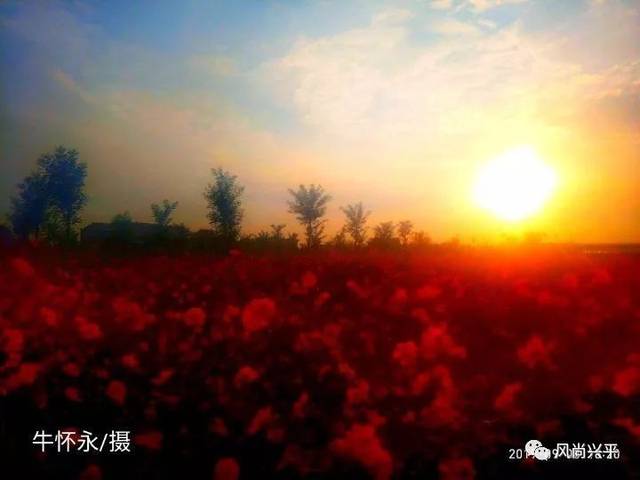 兴平南市惊现大片花海,约吗?