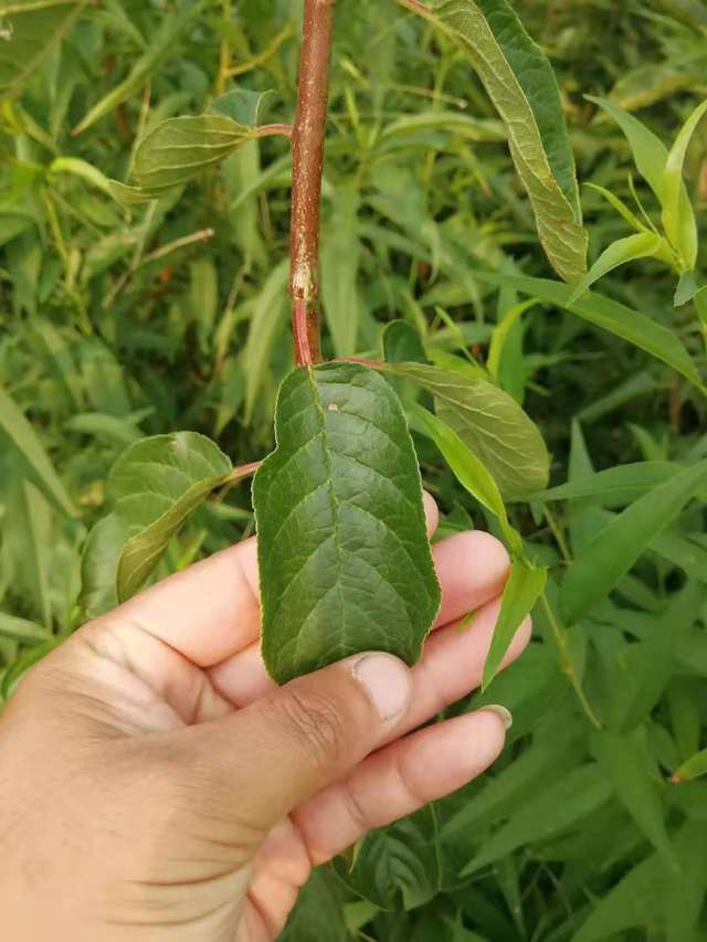 金西梅,黄金西梅种植管理与区分