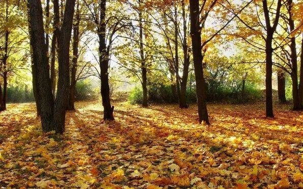 到了秋天,无边落木萧萧下,树林里堆满了一层层落叶,枯枝,松针,松果
